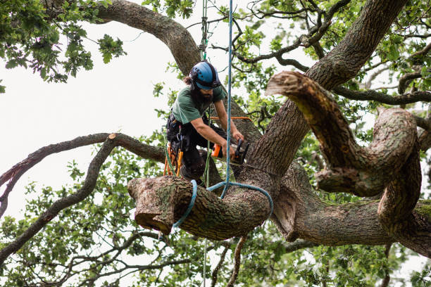 Best Tree Removal  in Wheatley Heights, NY