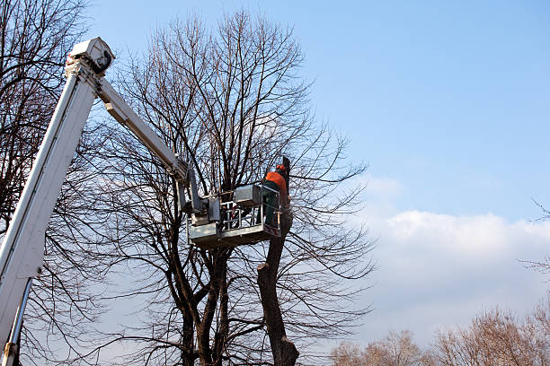 Best Stump Grinding and Removal  in Wheatley Heights, NY